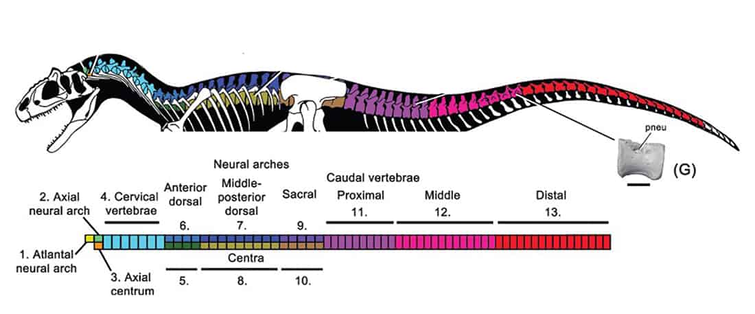 opalised dinosaur skeleton